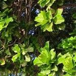 Ficus lyrata leaf picture by tobsiblume (cc-by-sa)