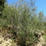 Acacia dealbata habit picture by Alain Bigou (cc-by-sa)