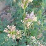 Medicago x varia flower picture by Fabrice Rubio (cc-by-sa)