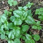Lamium galeobdolon leaf picture by Wim Callaerts (cc-by-sa)