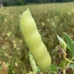 Lupinus albus fruit picture by Toax (cc-by-sa)