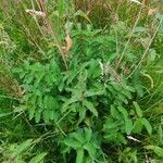 Sanguisorba officinalis leaf picture by Ralf Jakob (cc-by-sa)