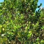 Diospyros egrettarum leaf picture by Carosin Jean Pierre (cc-by-sa)