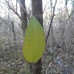 Prunus serotina leaf picture by Natures Guy (cc-by-sa)