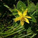 Hypericum tetrapterum flower picture by Llandrich anna (cc-by-sa)