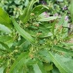 Rumex conglomeratus flower picture by Lucie Gaspari (cc-by-sa)