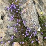 Campanula excisa flower picture by Markus Graber (cc-by-sa)