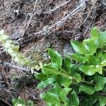 Orthilia secunda habit picture by Denis Bastianelli (cc-by-sa)