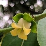 Diospyros virginiana flower picture by hope ebert (cc-by-sa)