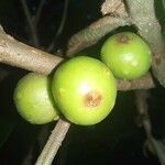 Ficus brevibracteata fruit picture by SINAC Pérez Greivin (cc-by-sa)
