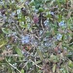 Myosotis ramosissima habit picture by julie dzialoszynski (cc-by-sa)