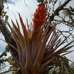 Tillandsia turneri habit picture by Gabriel OLLIVIER (cc-by-sa)