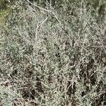 Atriplex undulata habit picture by Trap Hers (cc-by-sa)