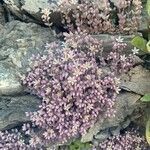 Sedum dasyphyllum flower picture by nico rizzi (cc-by-sa)