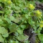 Chrysosplenium oppositifolium habit picture by linaire (cc-by-sa)