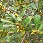 Myrica faya flower picture by Kim P. (cc-by-sa)