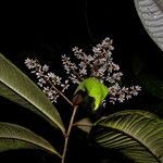Ardisia nigropunctata flower picture by Nelson Zamora Villalobos (cc-by-nc)
