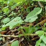 Doronicum pardalianches habit picture by Yoan MARTIN (cc-by-sa)