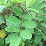 Indigofera hirsuta leaf picture by Zumbado Manuel (cc-by-sa)