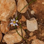 Romulea columnae leaf picture by Martin Bishop (cc-by-sa)