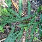 Blechnum spicant leaf picture by alpha alpha bravo (cc-by-sa)