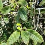 Guettarda uruguensis leaf picture by Trap Hers (cc-by-sa)