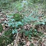 Fagus sylvatica habit picture by morinsky (cc-by-sa)