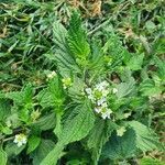 Lippia javanica habit picture by susan brown (cc-by-sa)