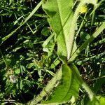 Knautia arvernensis leaf picture by Llandrich anna (cc-by-sa)