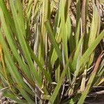 Paspalum pectinatum leaf picture by Nelson Zamora Villalobos (cc-by-nc)