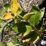 Combretum molle leaf picture by Davis Mondet (cc-by-sa)