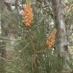 Pinus bungeana flower picture by Dieter Albrecht (cc-by-sa)