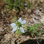 Nigella sativa flower picture by atman (cc-by-sa)