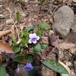 Viola rostrata flower picture by Terence McGuire (cc-by-sa)
