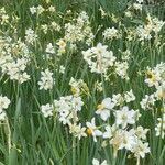 Narcissus tazetta habit picture by Bigongiari Adriano (cc-by-sa)