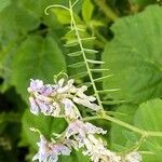 Vicia sylvatica flower picture by Lubomir Hubicka (cc-by-sa)