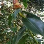 Costus woodsonii flower picture by sosno (cc-by-sa)