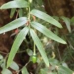Luzuriaga radicans leaf picture by Daniel Barthelemy (cc-by-nc)