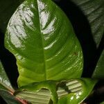 Notopleura uliginosa leaf picture by Nelson Zamora Villalobos (cc-by-nc)