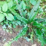 Blechnum spicant habit picture by kafaktor (cc-by-sa)
