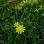 Crepis capillaris flower picture by Patrice Piccino (cc-by-sa)