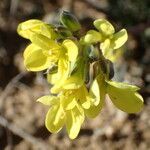 Brassica repanda flower picture by Sylvain Piry (cc-by-sa)