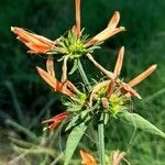 Dicliptera squarrosa flower picture by Trap Hers (cc-by-sa)