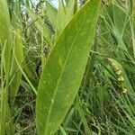 Sagittaria lancifolia leaf picture by Jarod Dedeo (cc-by-sa)