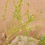 Nicotiana petunioides habit picture by Trap Hers (cc-by-sa)