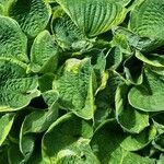 Hosta plantaginea leaf picture by klusová Karolína (cc-by-sa)