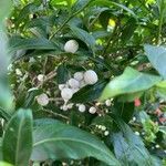 Cestrum nocturnum fruit picture by Ausea Lan (cc-by-sa)