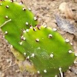 Opuntia monacantha leaf picture by Vinciane Bertrand (cc-by-sa)