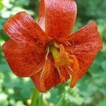 Lilium pomponium flower picture by Catherine Farges (cc-by-sa)