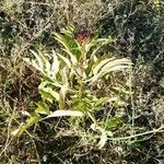Sambucus ebulus habit picture by Samuël Faure (cc-by-sa)